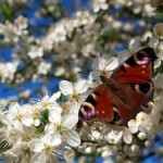 1278088_sea_of_blossoms[2]
