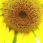 1289184_sunflower[1]
