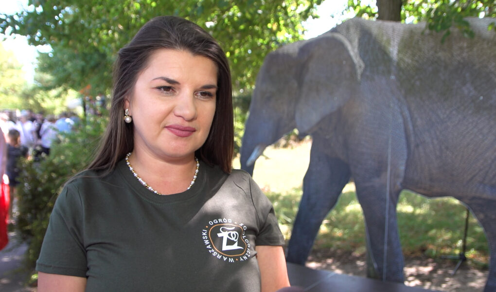 Populacja słoni afrykańskich kurczy się z roku na rok. Ich przyszłość zależy od ochrony w naturze i działań ogrodów zoologicznych